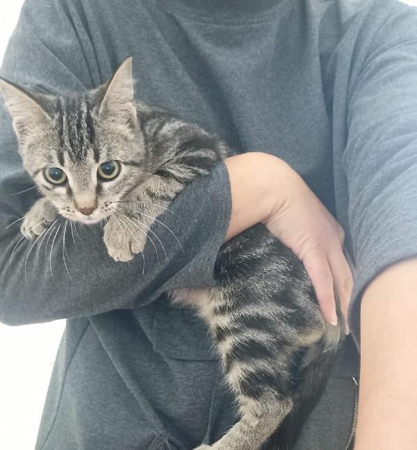 AKI – dolce gattino di 4 mesi cerca casa 🏡 Foto 2
